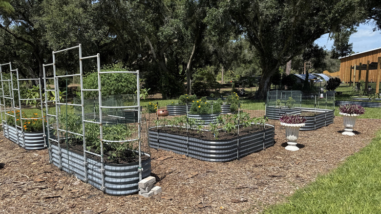 Large garden with raised beds near trees