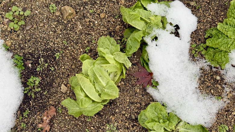 Garden with patches of snow on it