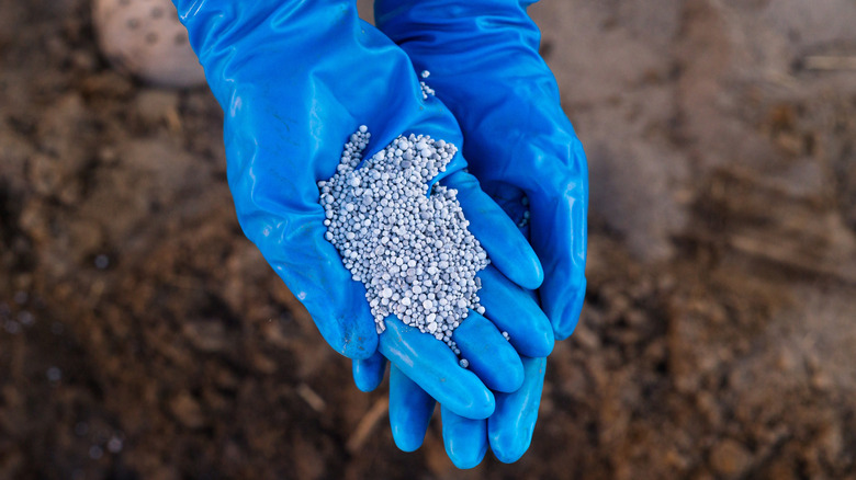 Person wearing blue gloves and holding fertilizer