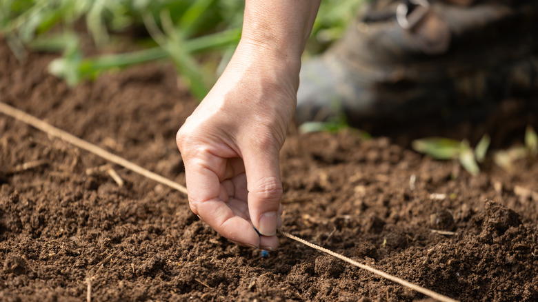Person putting seeds in the soil with a string as a guide