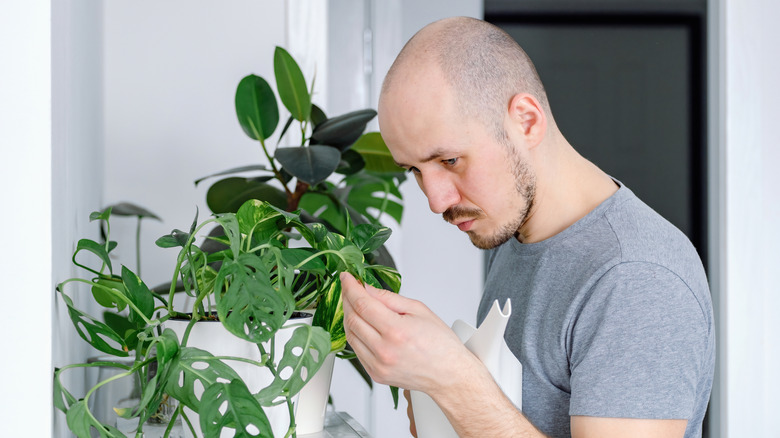 man examining healthy cheese plant
