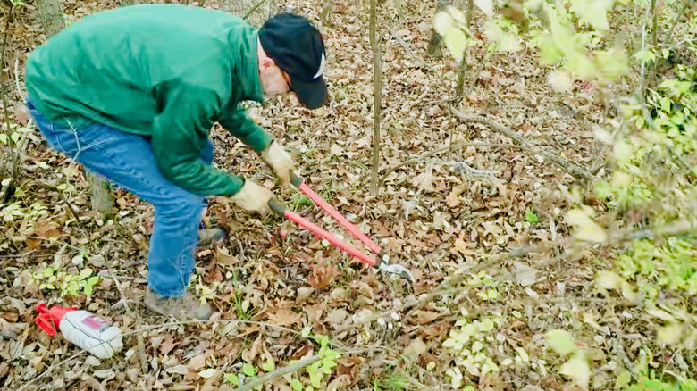 A gardener cuts invasive honeysuckle bush to the ground with loppers.