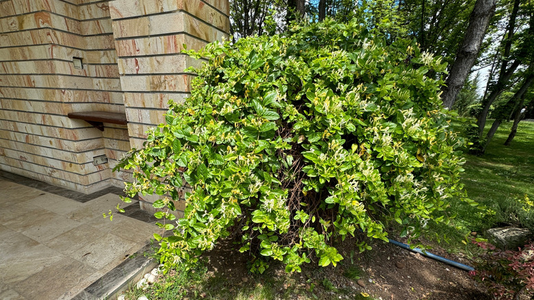 A flowering invasive Japanese honeysuckle trimmed into a shrub beside a paved, brick-walled patio.
