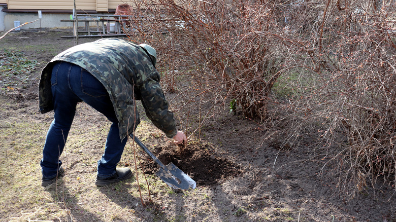 A gardener digs out honeysuckle saplings with a shovel in the fall.