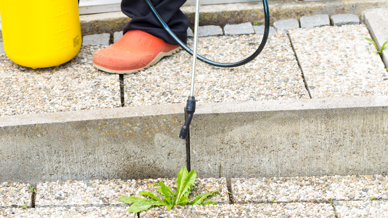 A yellow sprayer being used to target a weed growing between a crack of the pavers, the user wears an orange clog