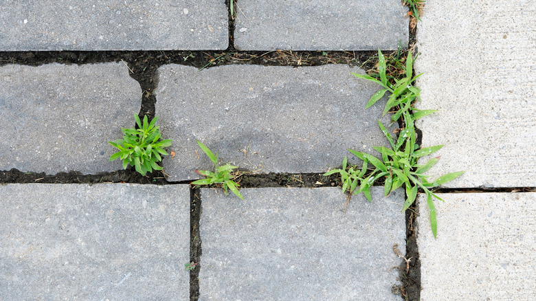Crabgrass weed growing between driveway pavers