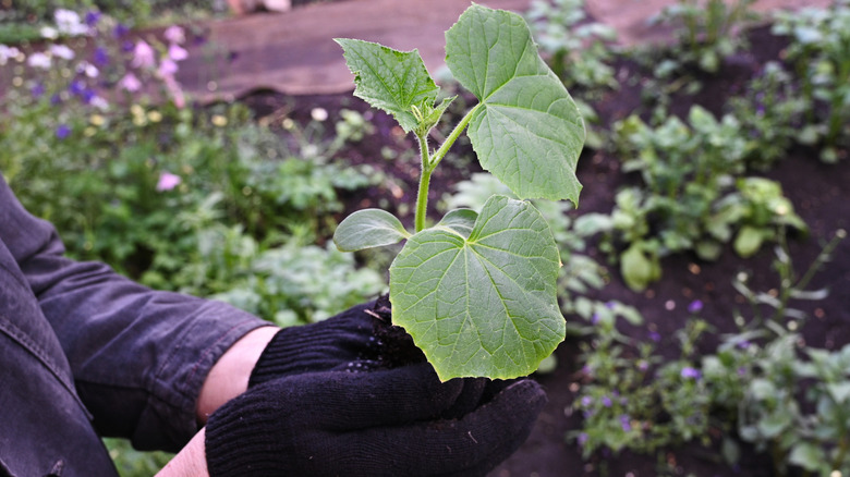 Gardener's gloved hands holding a young cucumber plant for the garden.
