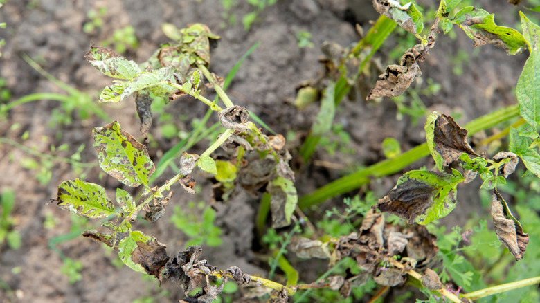 Potato plant infected with fungal blight.