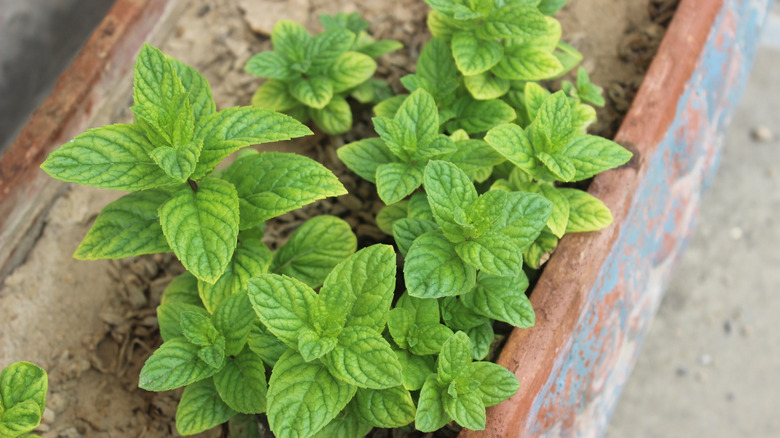Mint planted in its own rectangular planter