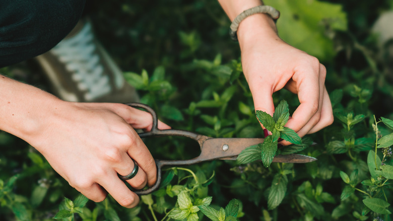 Hands clipping mint from garden