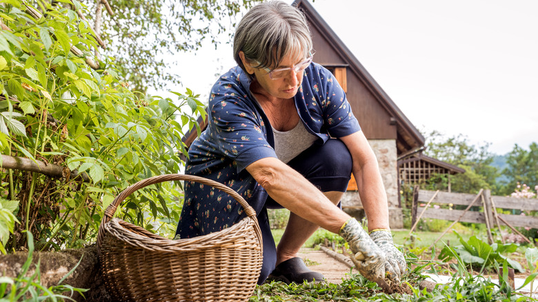 person weeding in yard