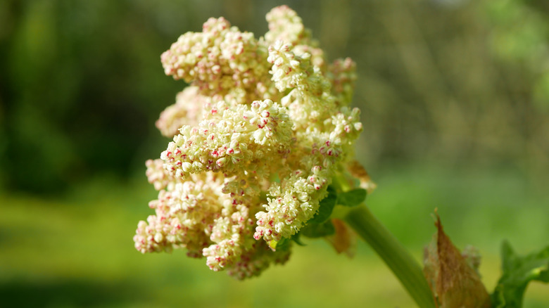 A rhubarb plant has begun to flower.