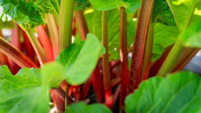Rhubarb thrives in a garden.