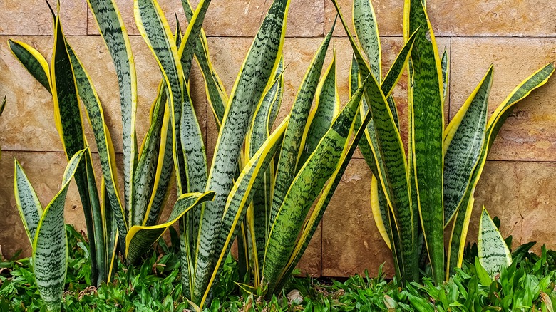 Stop Snakes From Sneaking Around In Your Lawn With This Popular Plant