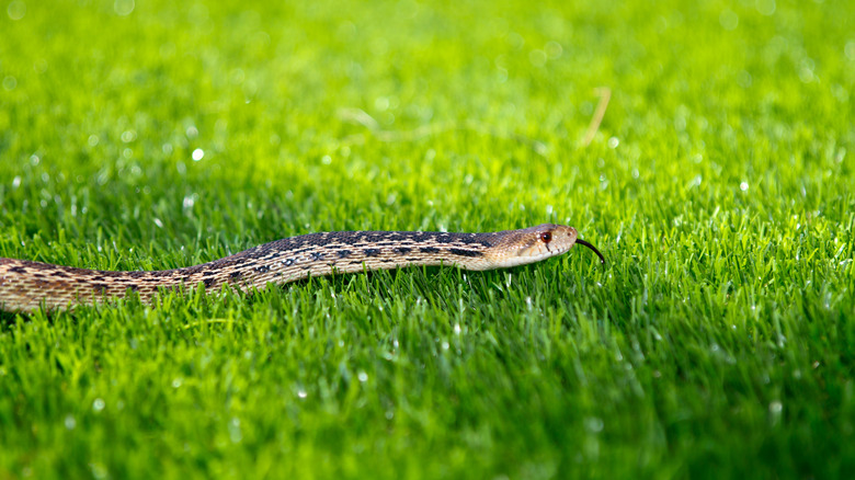 snake slithering across lawn