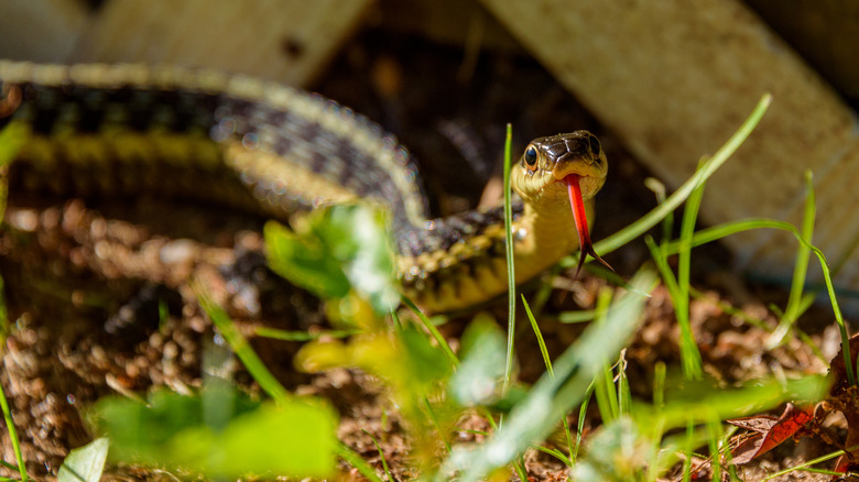 serpente con la lingua fuori nel cortile