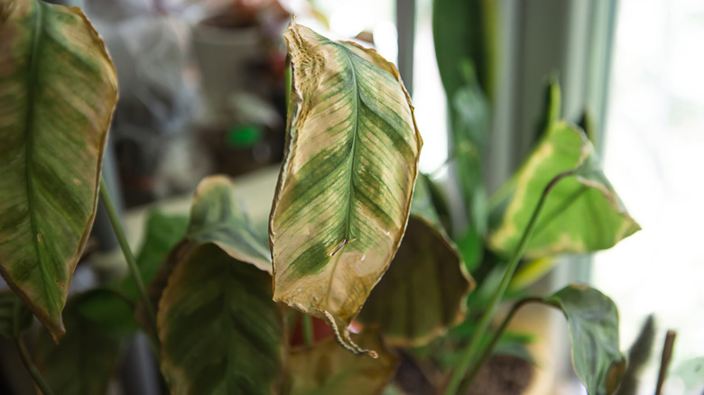 plant infected with spider mites
