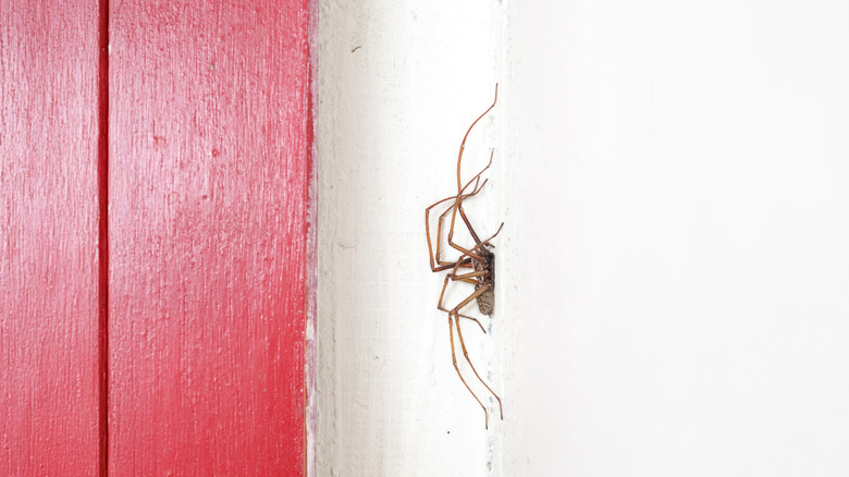 Close up of spider crawling on wall
