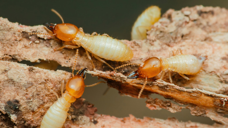 Worker termites chewing on wood