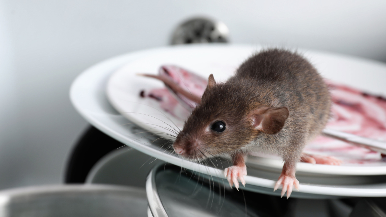 Mouse Invation Stop The Mouse Takeover By Being Aware Of Home Invasion Signs During ...