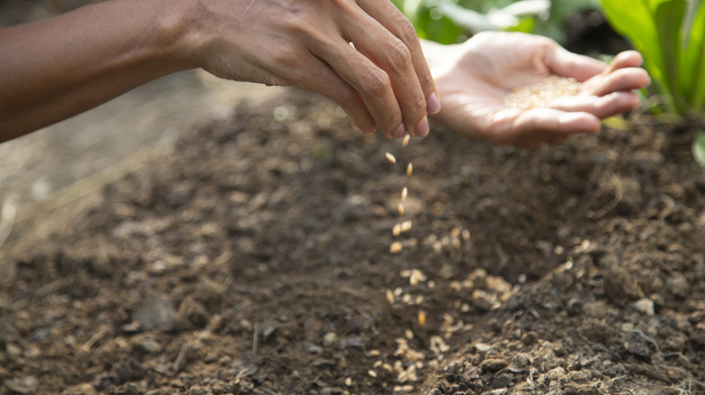 A gardener sowing small pepper seeds in the garden