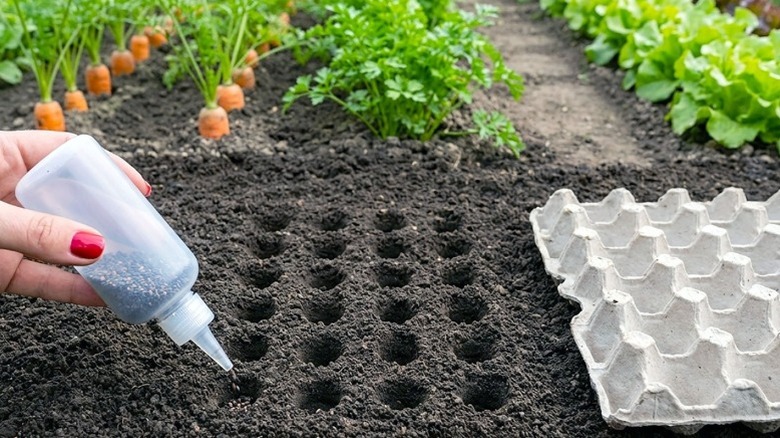 A hand using a squeeze bottle to dispense small seeds into holes made by an egg carton in a garden bed with carrots, celery, and lettuce plants growing in the background