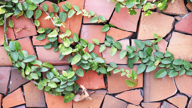 Broken pot pieces in garden wall