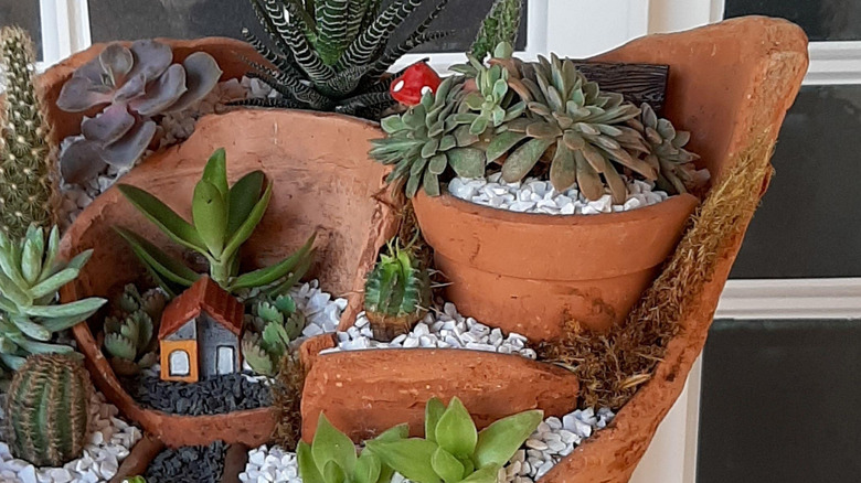 Succulent planter with broken pots