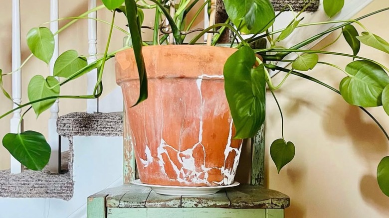 Broken terracotta pot repaired