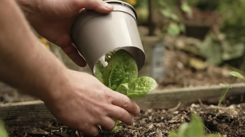 Plastic pot as plant collar