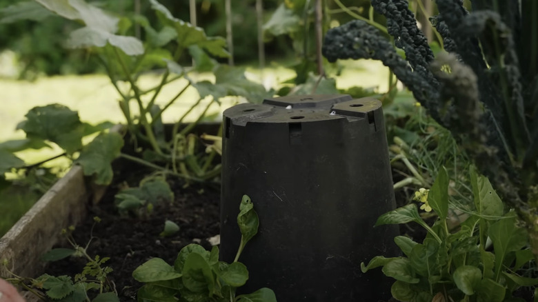 Plastic plant pots for cold protection