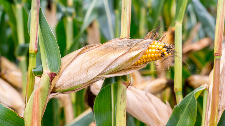 Close up of corn growing with husk