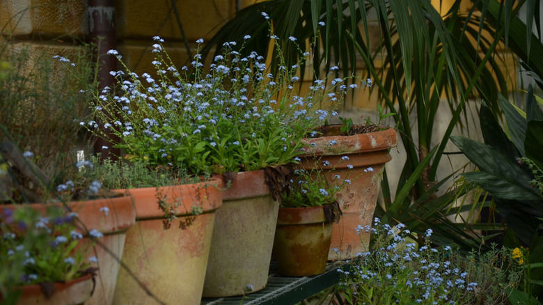 Faded old terracotta pots with flowers sitting on a shelf in a garden