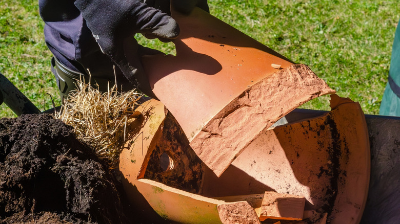 A person collecting broken terracotta pot pieces in a wheelbarrow