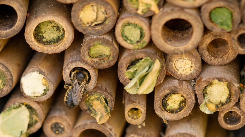 bee using DIY bug hotel