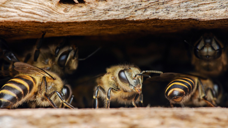 bees peeking out from an opening in a wooden structure