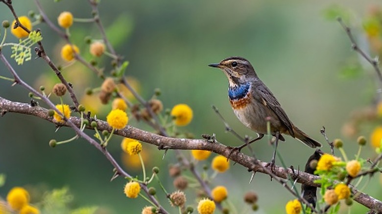 A bird resting on a tree branch with bright yellow blossons