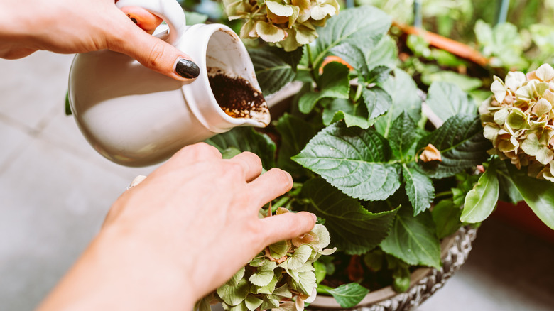 Female hands adding ground coffee to a plant pot