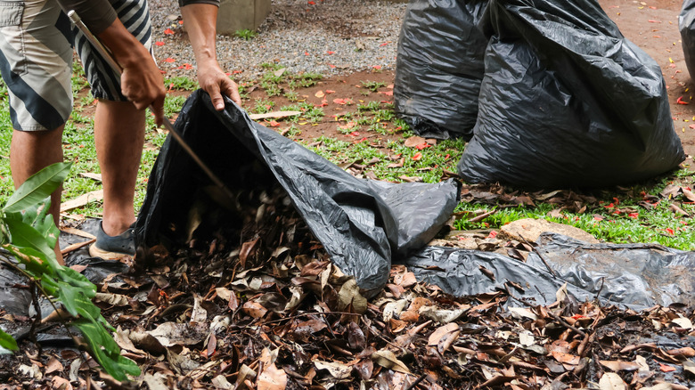Person filling up a black trash bag with leaves