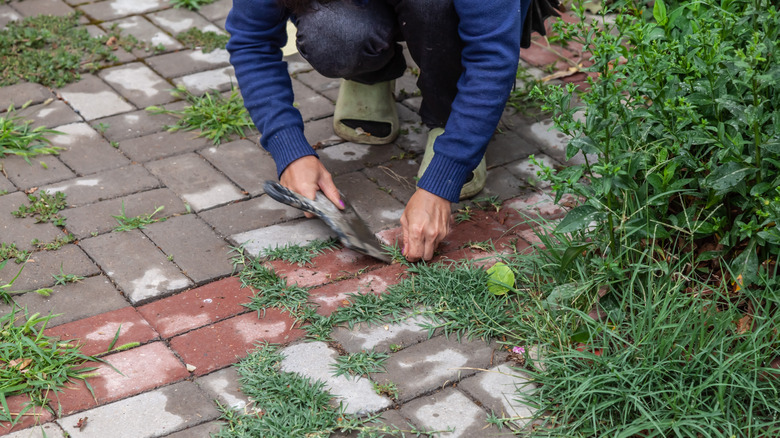 Man kneeling down to pull weeds from pavers