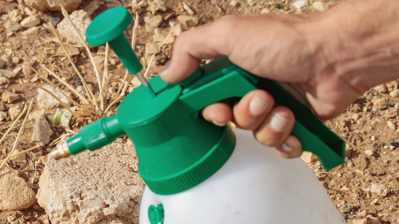A hand holding a container of homemade weed killer