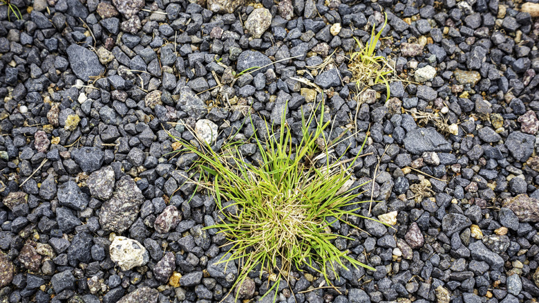 Weeds growing through gravel.
