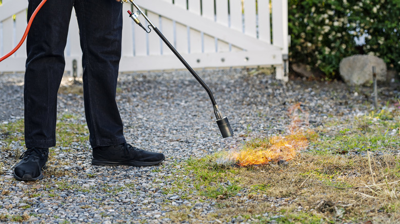 Person using torch to kill weeds in gravel.