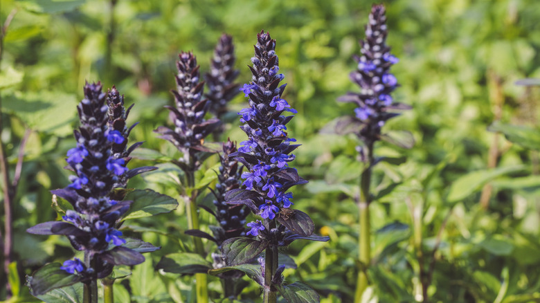 closeup on bugleweed blooms