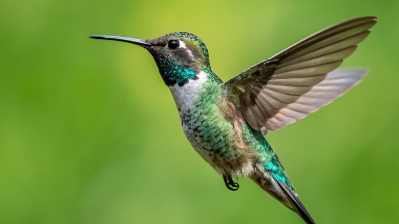 hummingbird hovering in front of blurred greenery backdrop