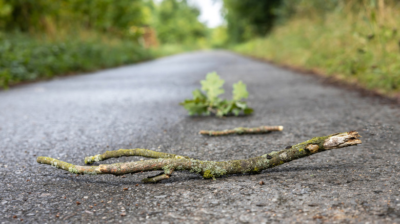 A mossy stick sitting on a road