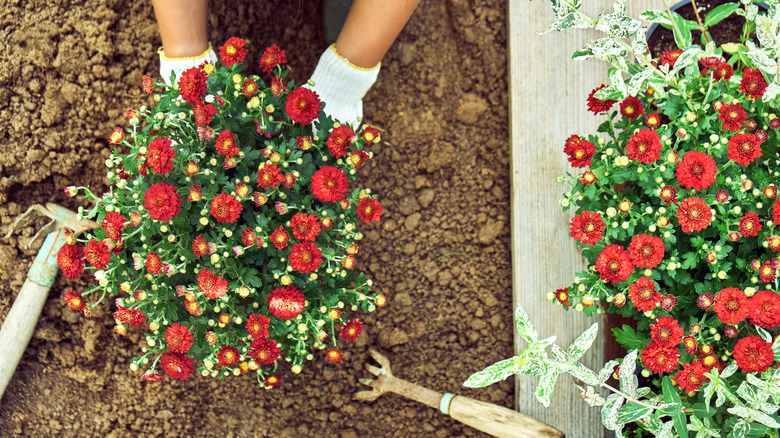 planting nursery-grown garden mums