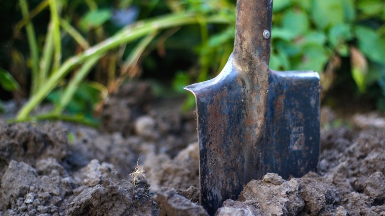 Rusty shovel in dirt