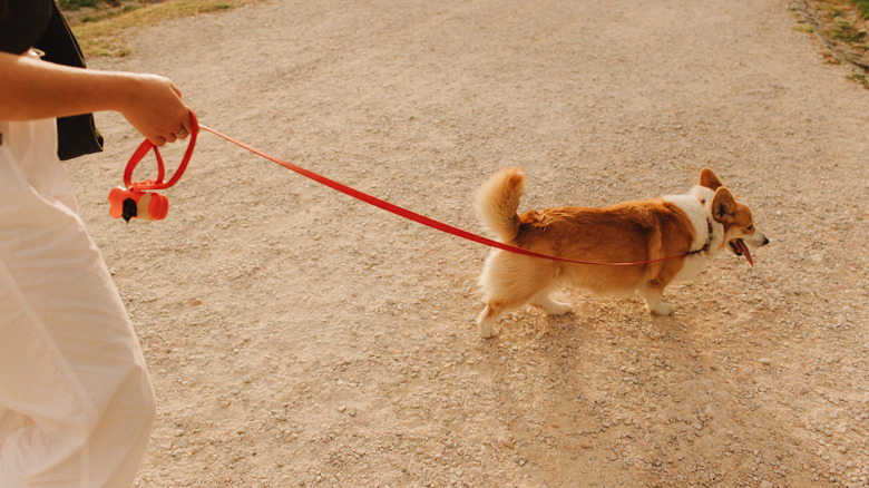 Person walking dog with dispensable waste bags