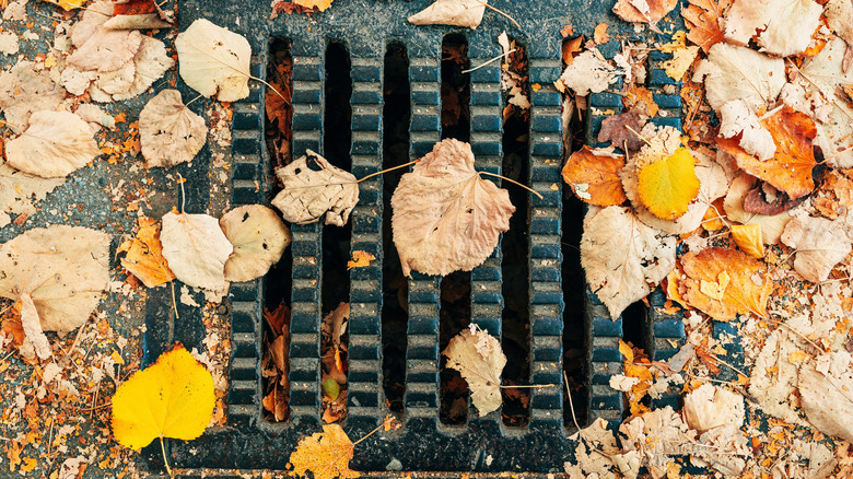 Leaves covering a storm drain grate